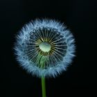 Pusteblume