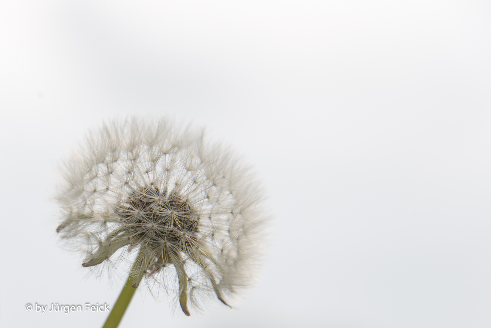 Pusteblume