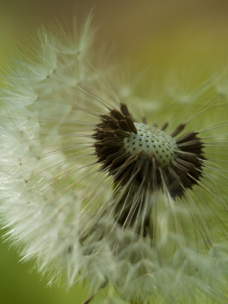 Pusteblume 3