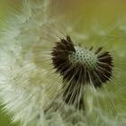 Pusteblume 3