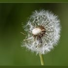 Pusteblume 3