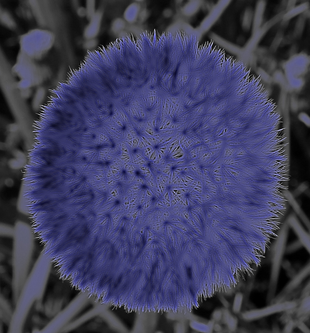 Pusteblume -3-