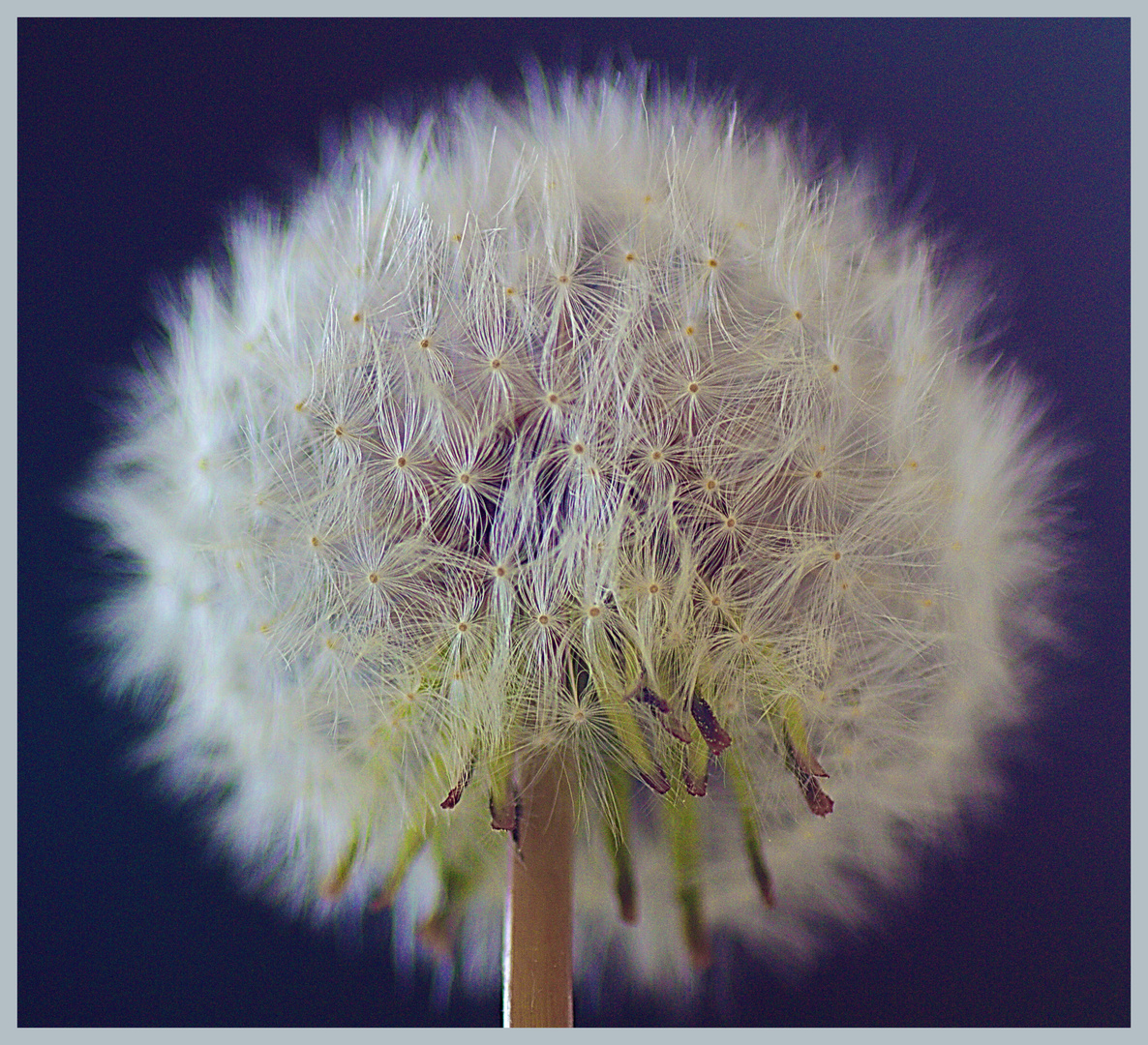 Pusteblume 3