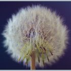 Pusteblume 3