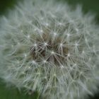 Pusteblume 3