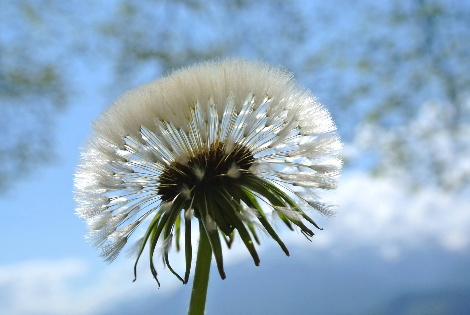 Pusteblume 3