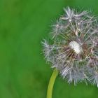 Pusteblume 3