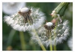 Pusteblume #3