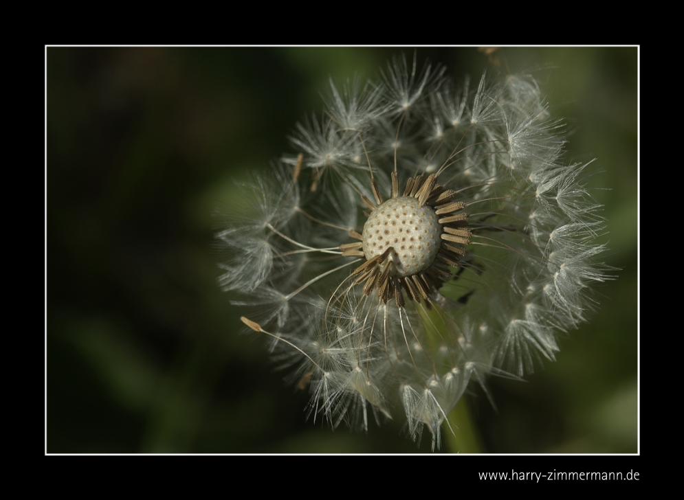 Pusteblume - 3