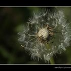 Pusteblume - 3