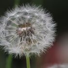 Pusteblume-3