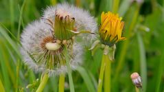 Pusteblume, 3 (dienete de leon, 3)