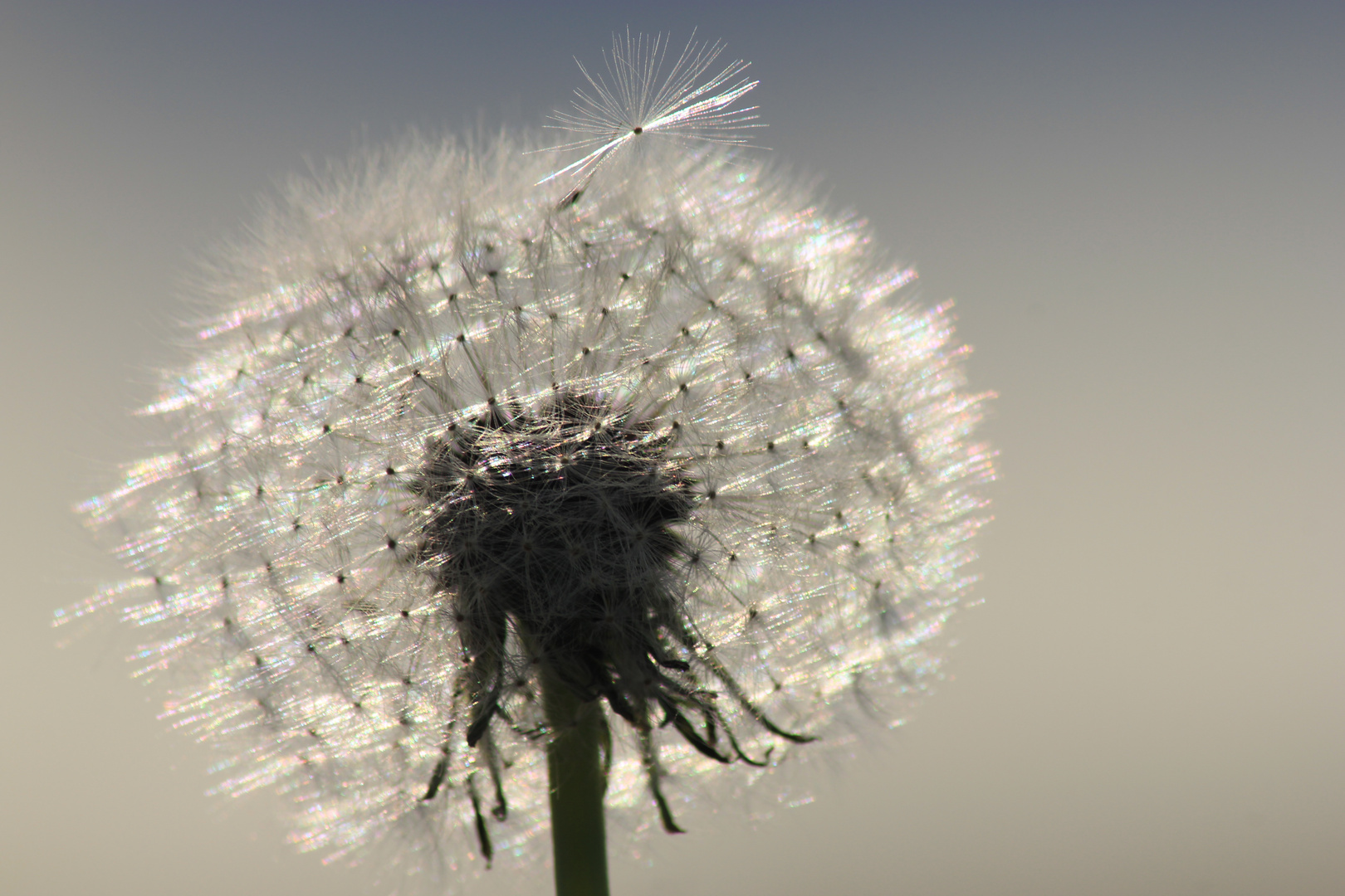 Pusteblume 3.0