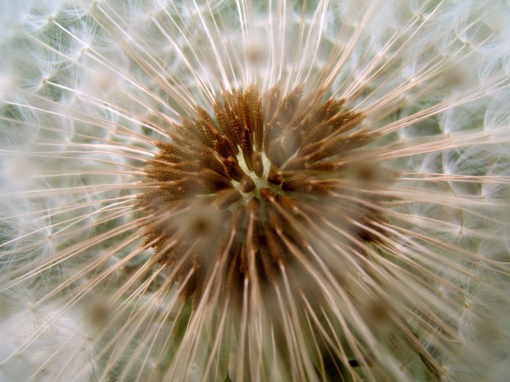 Pusteblume