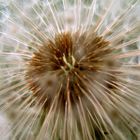 Pusteblume