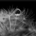 pusteblume