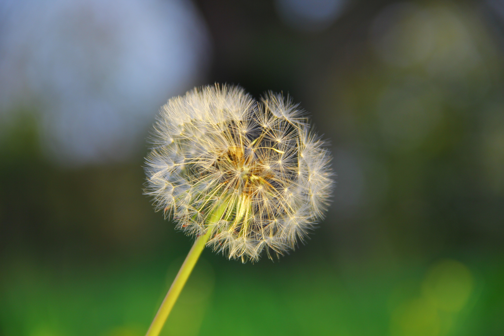 Pusteblume