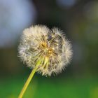 Pusteblume