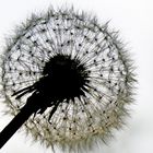 Pusteblume