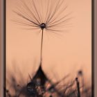 pusteblume