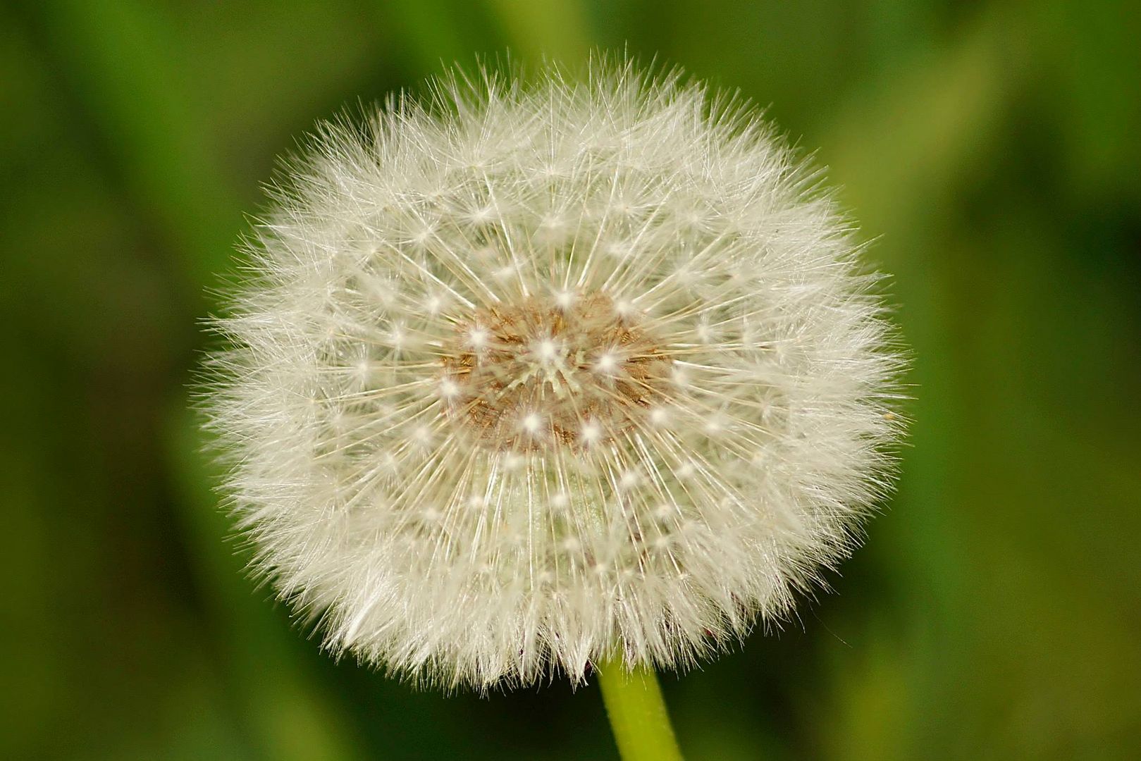 Pusteblume