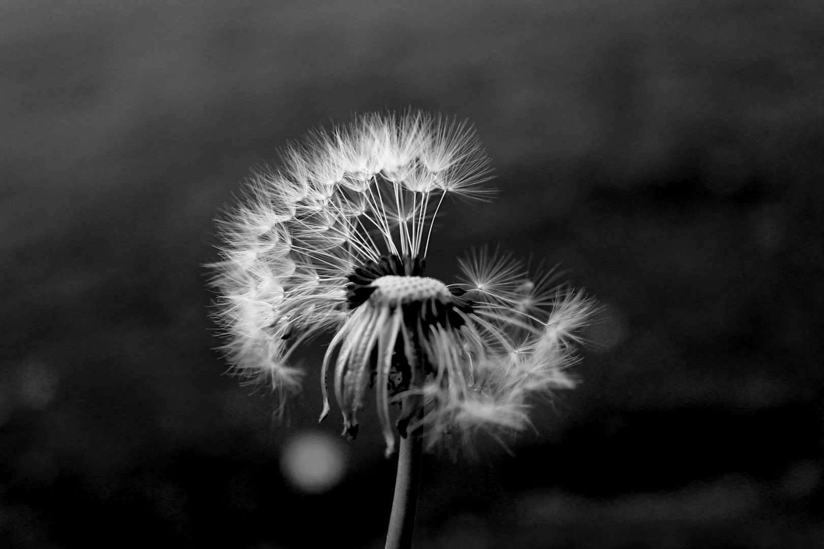 Pusteblume