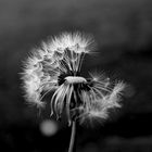 Pusteblume