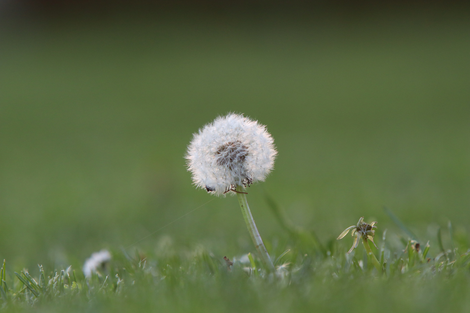 Pusteblume