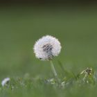 Pusteblume