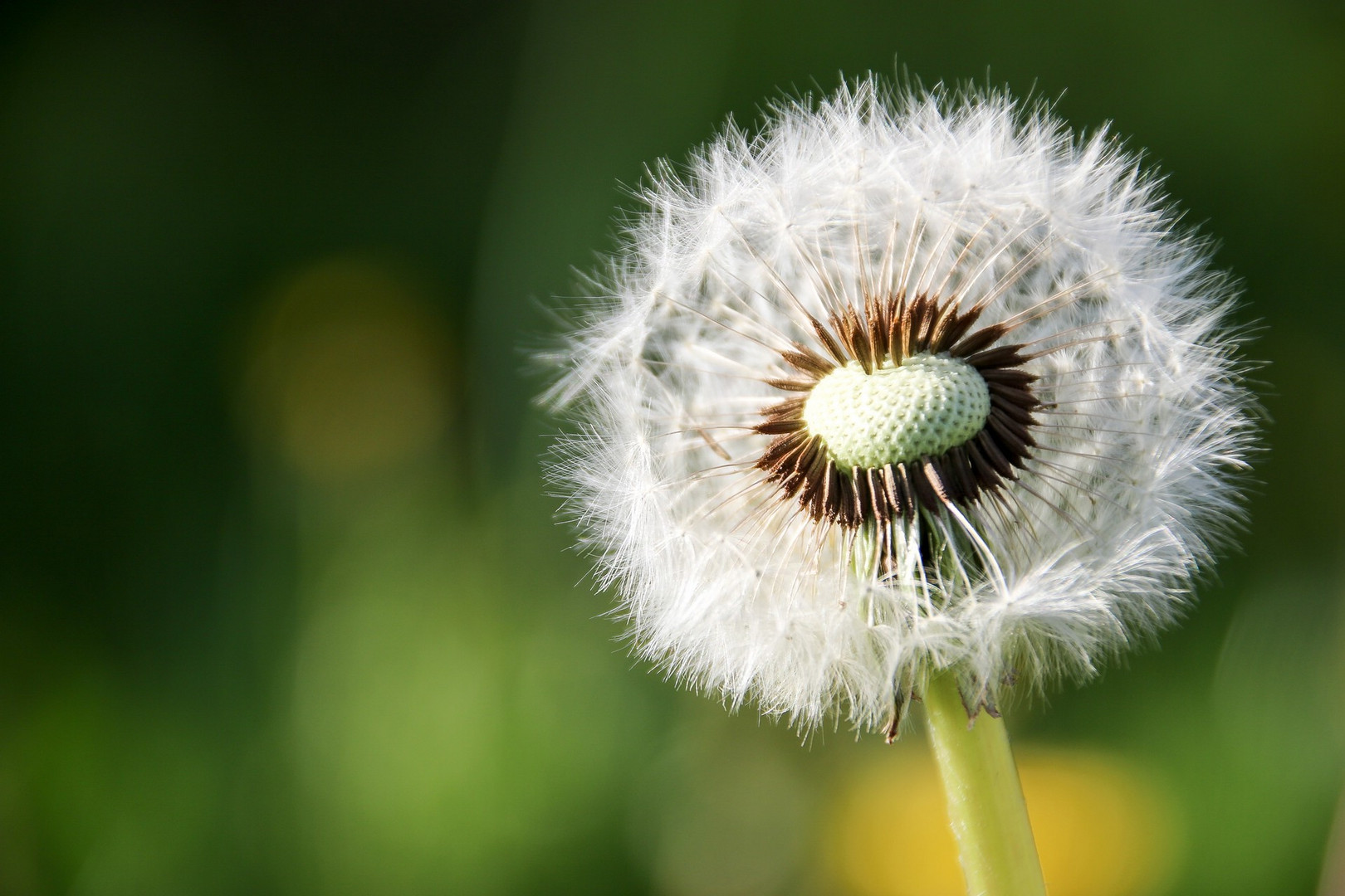Pusteblume Foto & Bild | pflanzen, pilze & flechten, blüten