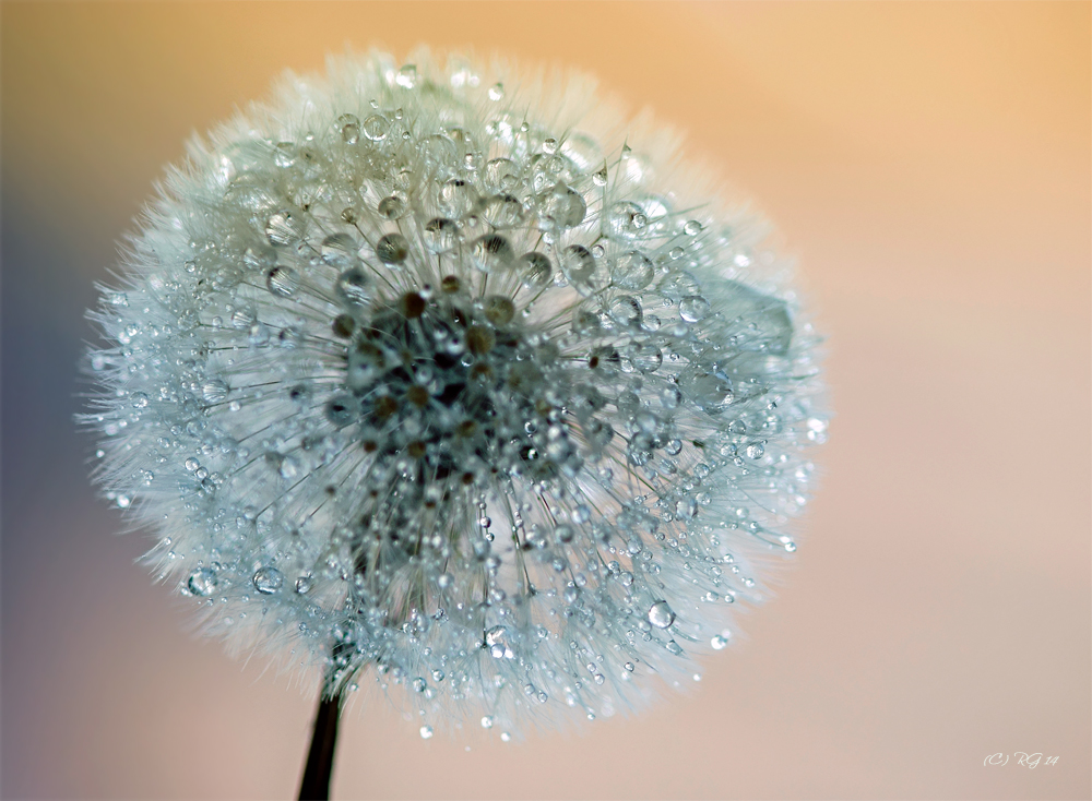 pusteblume