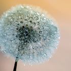 pusteblume