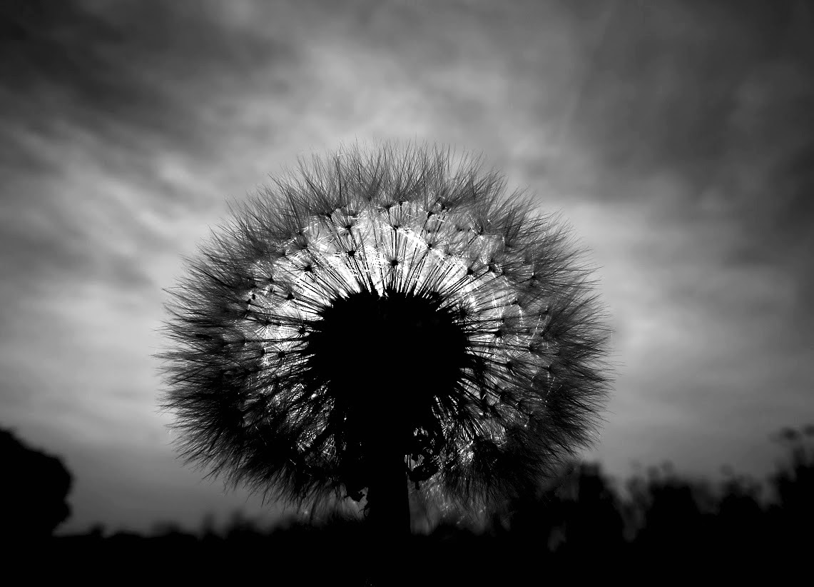 Pusteblume