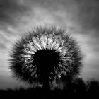 Pusteblume