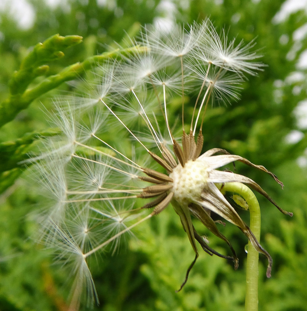 Pusteblume ,