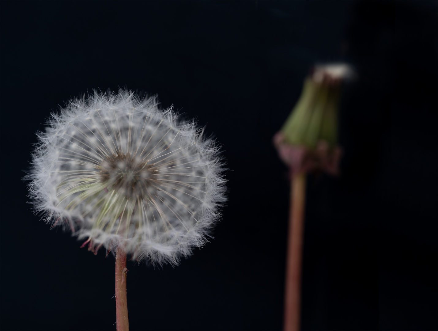 Pusteblume