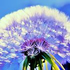 Pusteblume ...