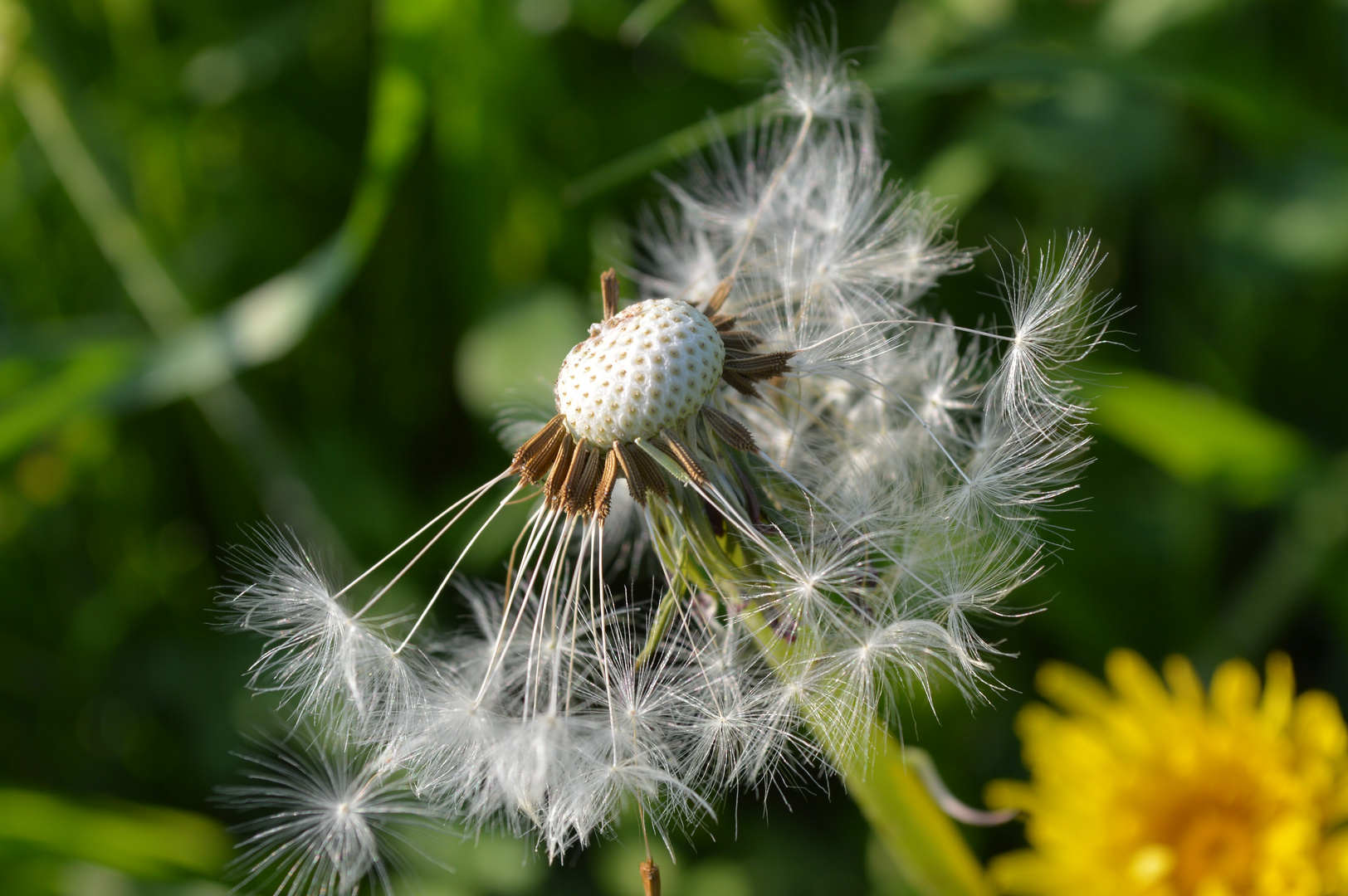 Pusteblume