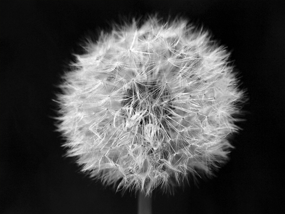 Pusteblume