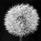 Pusteblume