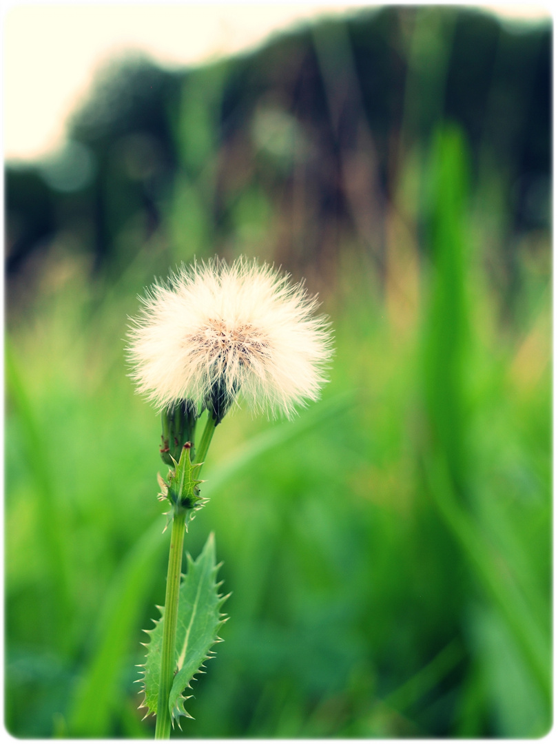 Pusteblume