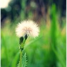 Pusteblume