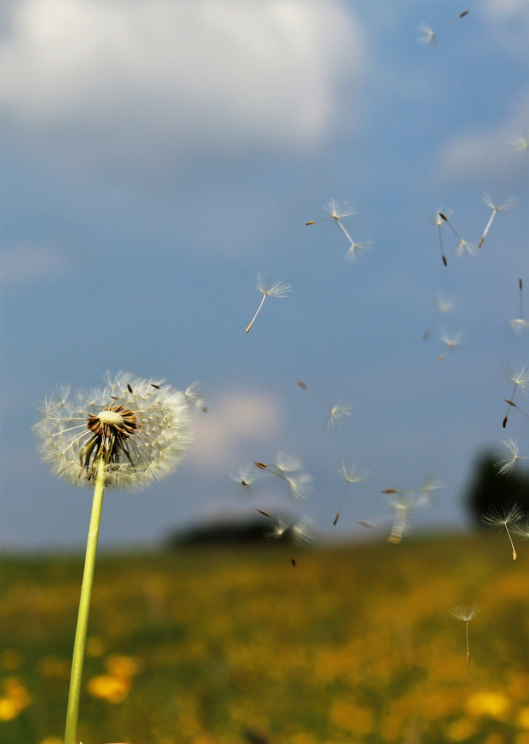 Pusteblume