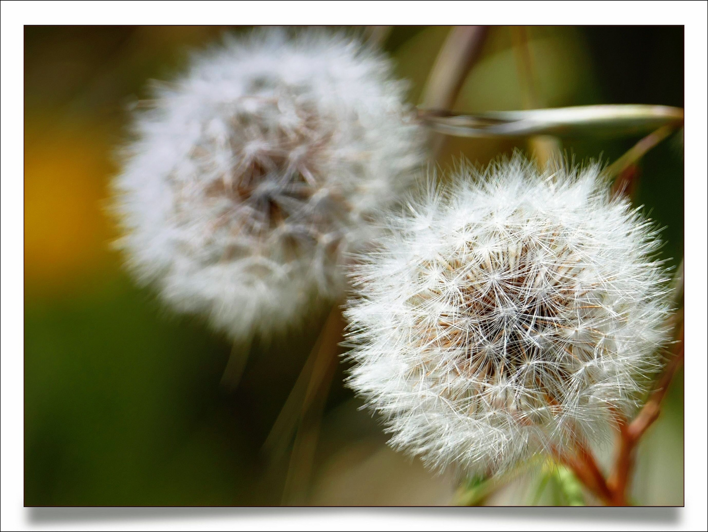 Pusteblume