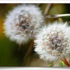 Pusteblume