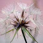 Pusteblume