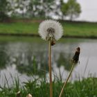 Pusteblume