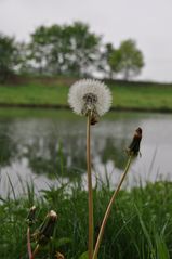 Pusteblume