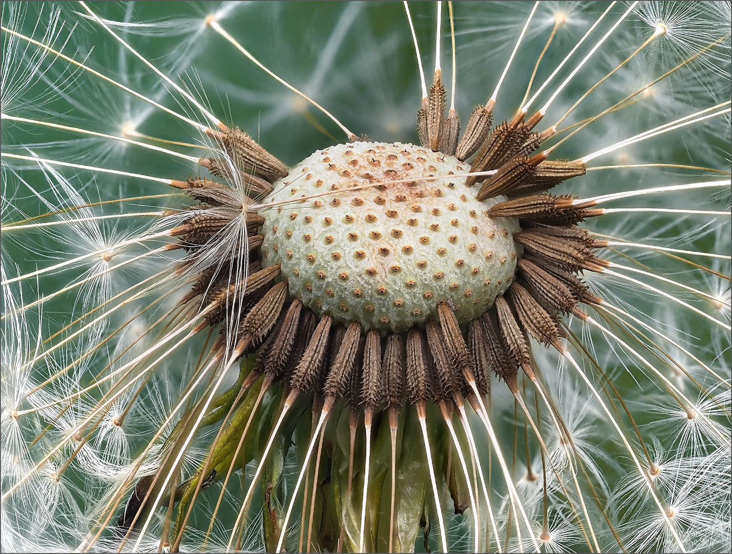 Pusteblume