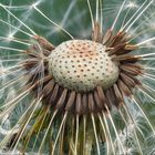 Pusteblume